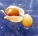  Legume (Dehiscing)